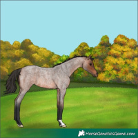 Horse Color:Bay Roan 