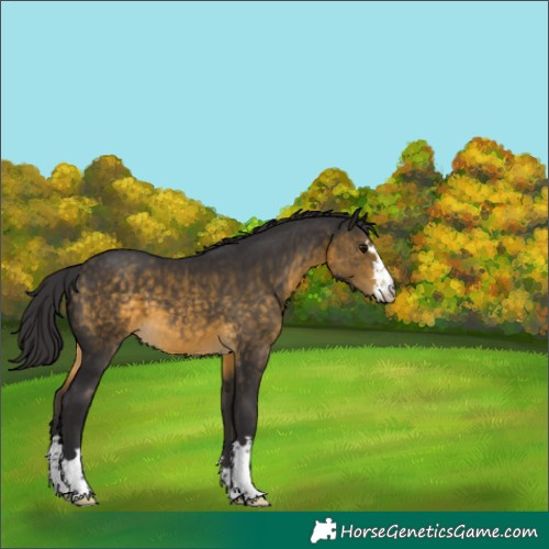 Horse Color:Buckskin