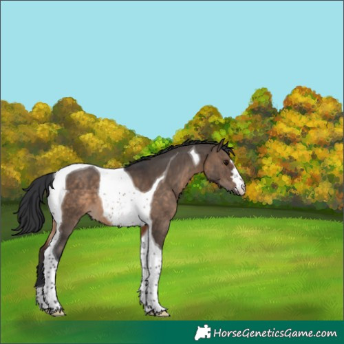 Horse Color:Brown Dun Tobiano 