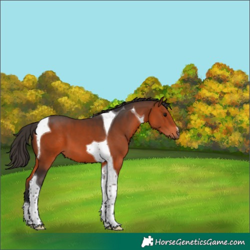 Horse Color:Bay Tobiano 