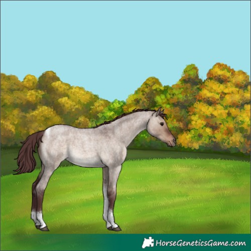 Horse Color:Chocolate Brown Roan Dun Tobiano Rabicano 