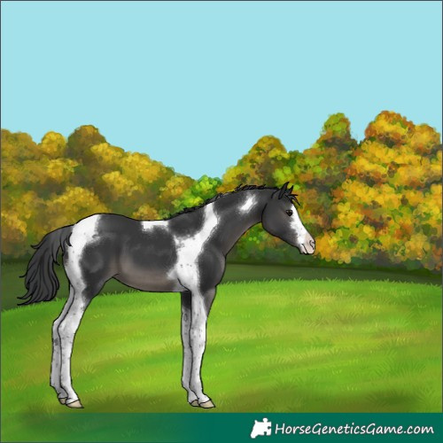 Horse Color:Black Tobiano