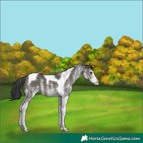 Horse Color:White Spotted Grullo Tobiano