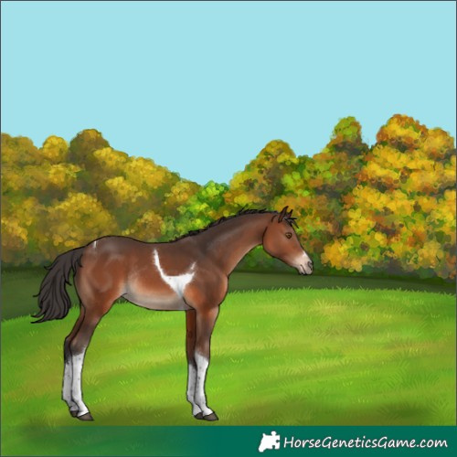 Horse Color:Brown Tobiano Rabicano 