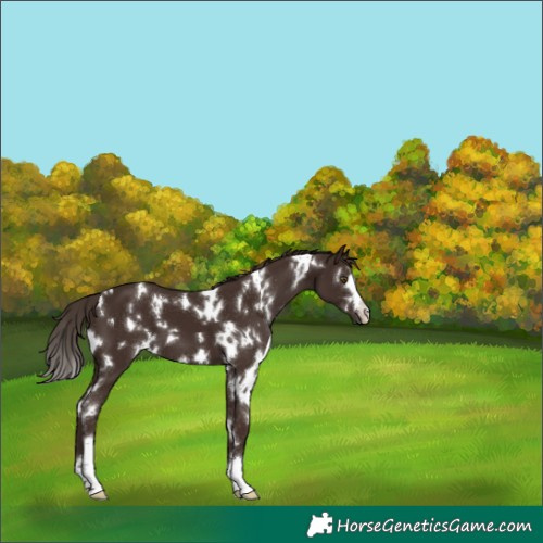 Horse Color:White Spotted Liver Chestnut 