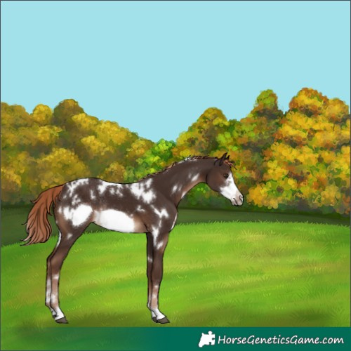 Horse Color:White Spotted Liver Chestnut Frame Rabicano 
