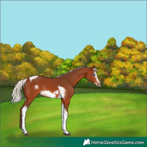 Horse Color:Silver Brown Tobiano Frame Rabicano 