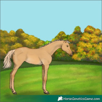 Horse Color:Palomino Dun 