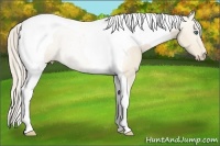 Horse Color:Perlino Tobiano 