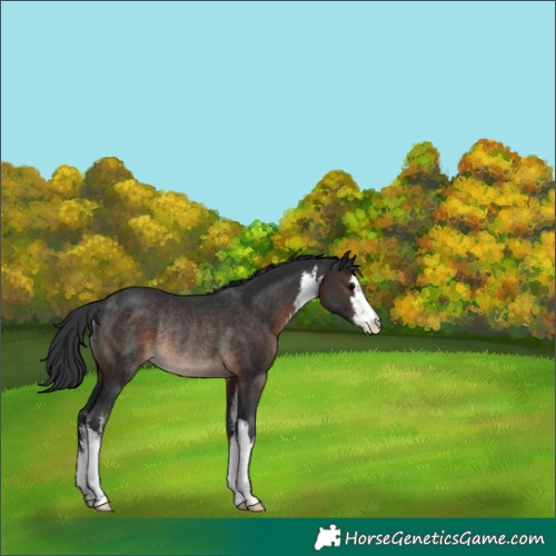 Horse Color:White Spotted Brown Rabicano 