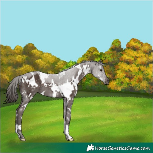 Horse Color:White Spotted Liver Chestnut 
