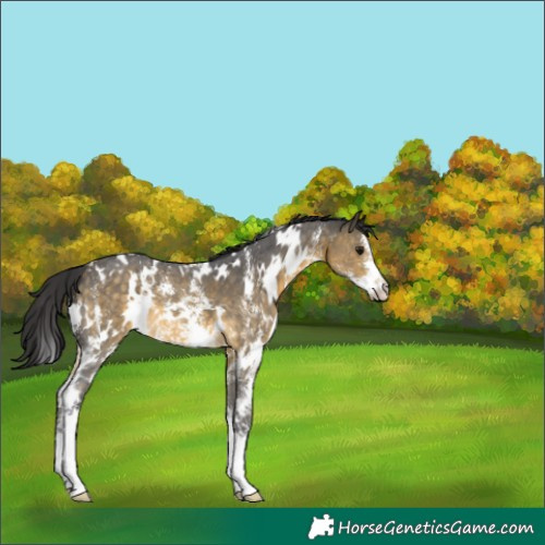 Horse Color:White Spotted Buckskin Sabino 