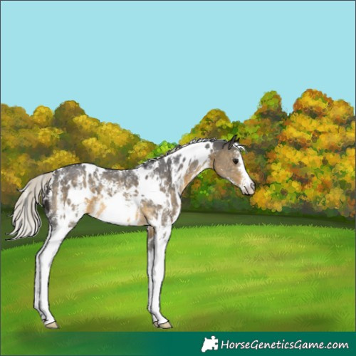 Horse Color:White Spotted Silver Buckskin Sabino Appaloosa 