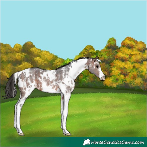 Horse Color:White Spotted Bay Sabino 