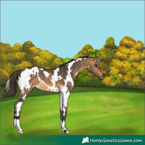 Horse Color:White Spotted Buckskin 