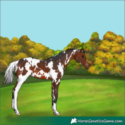 Horse Color:White Spotted Brown Appaloosa 
