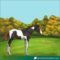 Horse Color:Liver Chestnut Tobiano 