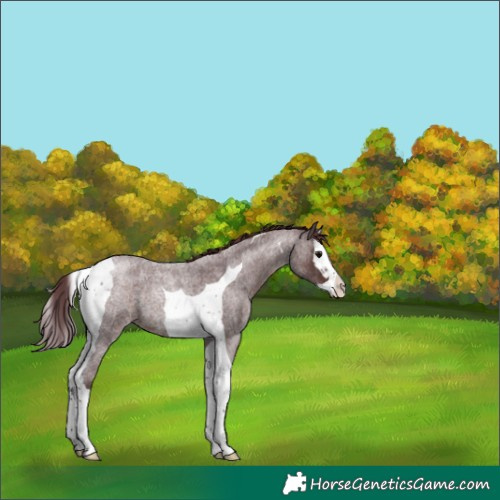 Horse Color:Chocolate Brown Roan Splash Tobiano