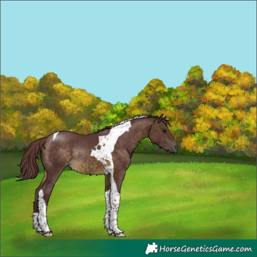 Horse Color:Chocolate Buckskin Tobiano Rabicano 