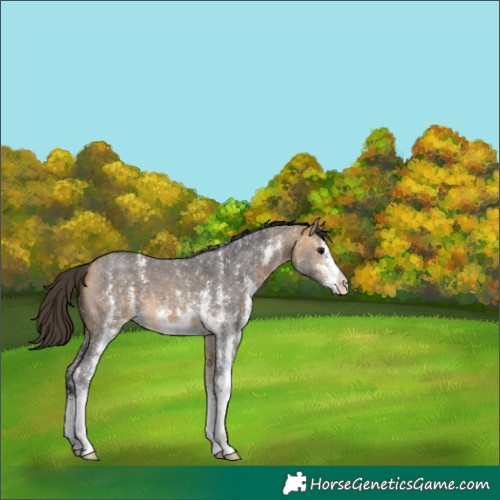 Horse Color:Buckskin Sabino