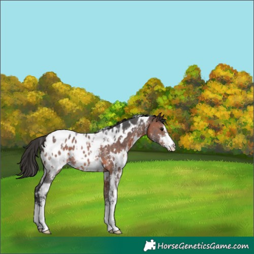 Horse Color:White Spotted Brown Sabino Appaloosa 