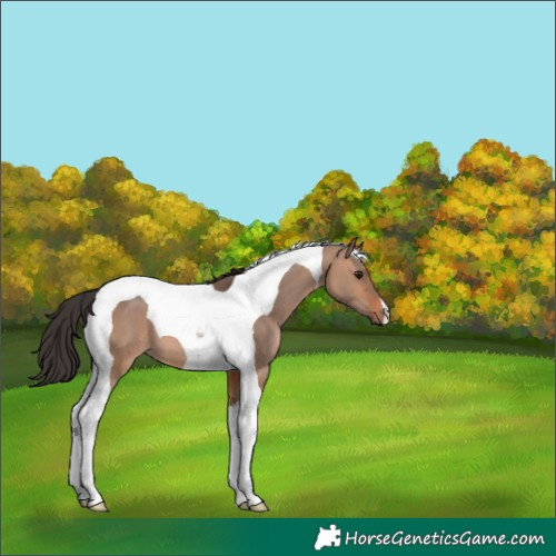 Horse Color:Bay Dun Tobiano