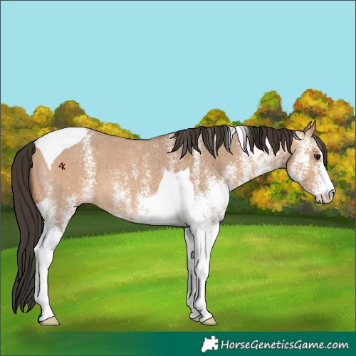 Horse Color:White Spotted Bay Dun Tobiano 