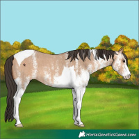 Horse Color:White Spotted Bay Dun Tobiano 