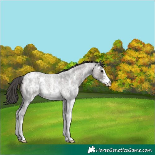 Horse Color:Grullo Roan Sabino Appaloosa