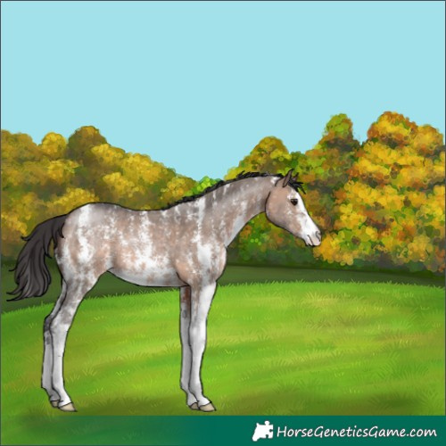 Horse Color:Brown Dun Sabino 