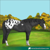 Horse Color:Black Appaloosa