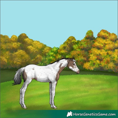 Horse Color:Brown Dun Tobiano Frame