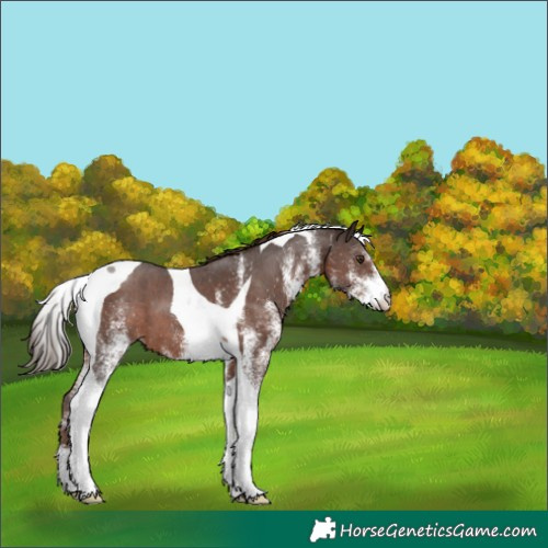 Horse Color:White Spotted Liver Chestnut Tobiano