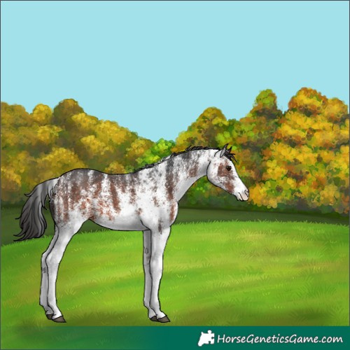 Horse Color:White Spotted Brown