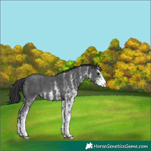 Horse Color:White Spotted Black