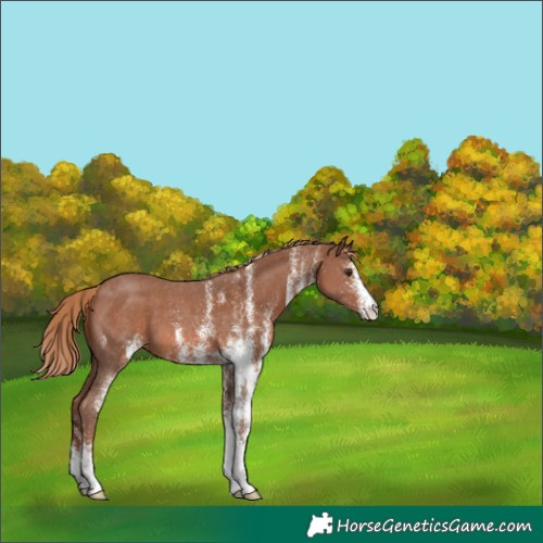 Horse Color:White Spotted Chestnut