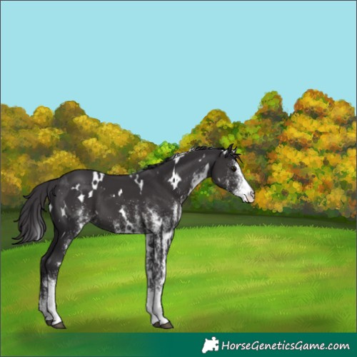 Horse Color:White Spotted Smoky Black 