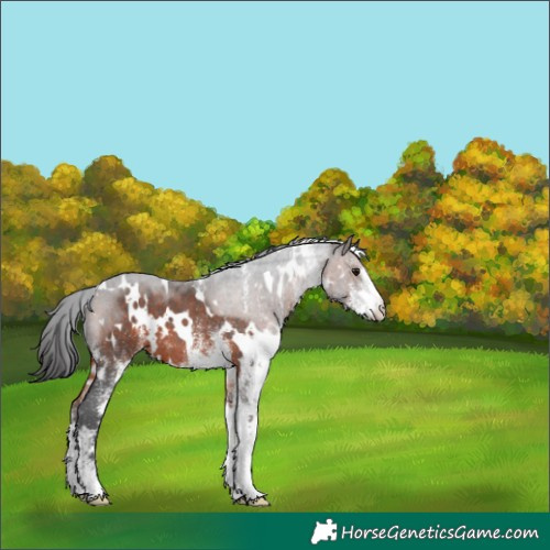 Horse Color:White Spotted Brown 