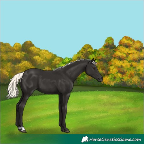 Horse Color:Liver Chestnut Mushroom 