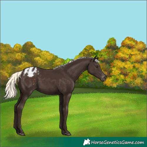 Horse Color:Liver Chestnut Mushroom Appaloosa 