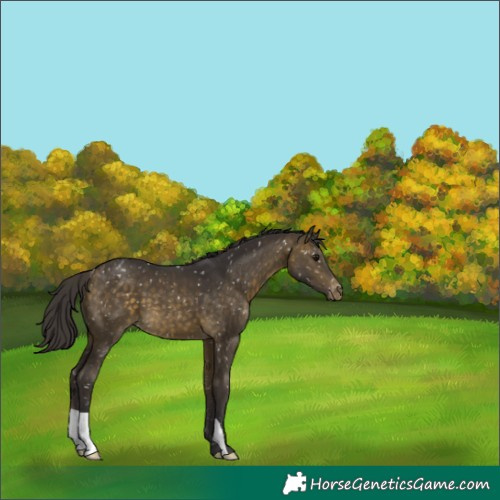 Horse Color:Buckskin Appaloosa 