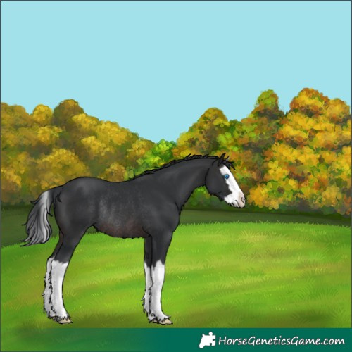 Horse Color:Brown Splash Rabicano 