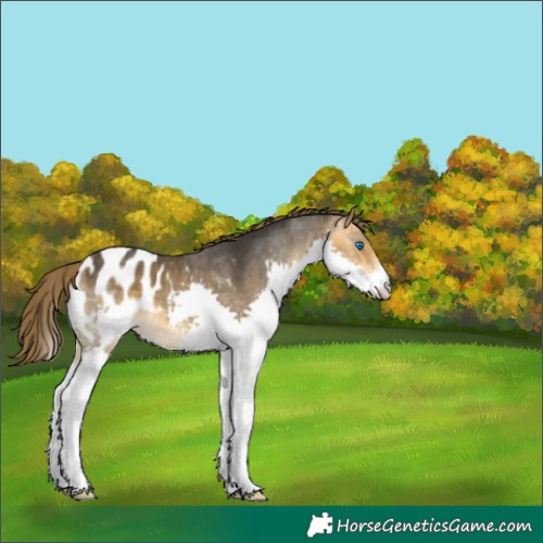 Horse Color:Buckskin Splash Appaloosa 