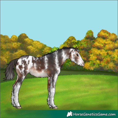 Horse Color:Bay Sabino Appaloosa