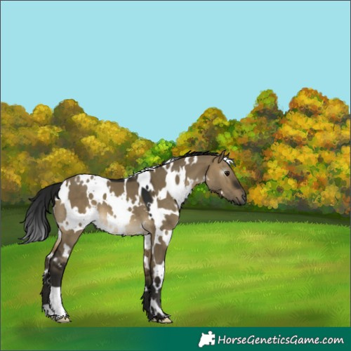 Horse Color:Gray White Spotted Buckskin Dun 