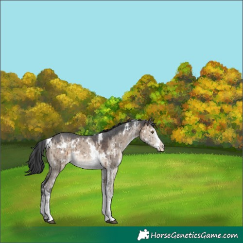 Horse Color:White Spotted Brown Dun Rabicano Brindle 
