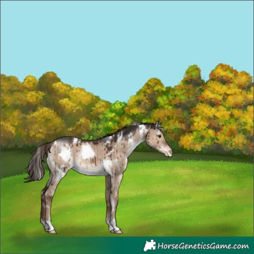 Horse Color:White Spotted Liver Red Dun Appaloosa Rabicano Brindle 