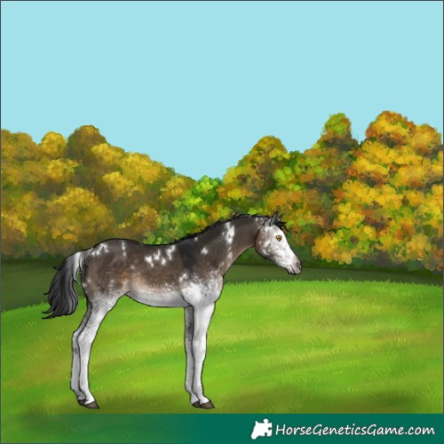 Horse Color:Gray White Spotted Brown Dun Mushroom Appaloosa Rabicano 