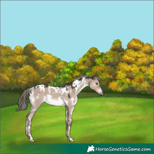 Horse Color:White Spotted Liver Red Dun Mushroom Rabicano 
