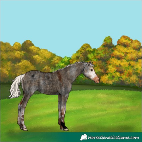Horse Color:Void Silver Bay Ice Roan Dun Appaloosa 